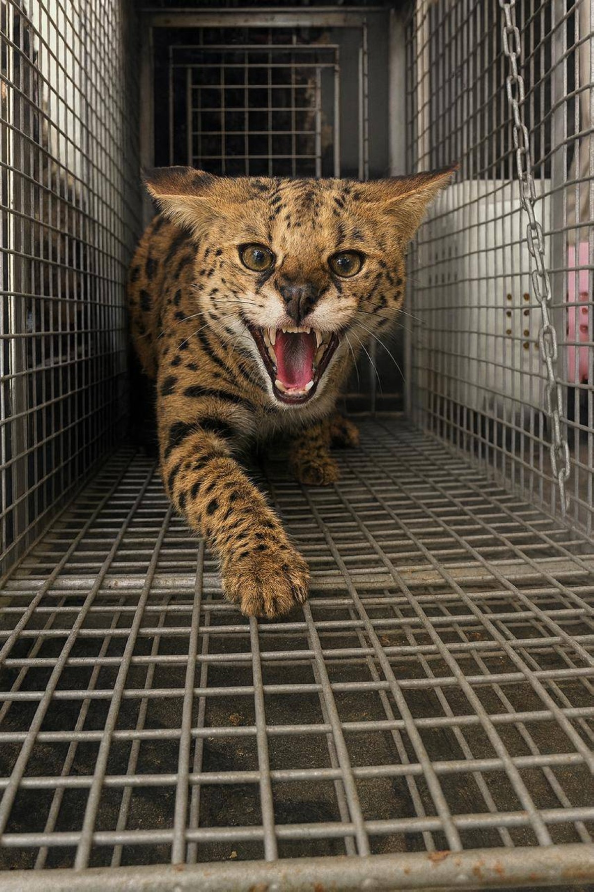 شرطة دبي تتسلّم حيوانا خطراً من نوع “قط السرفال” من أحد الأفراد