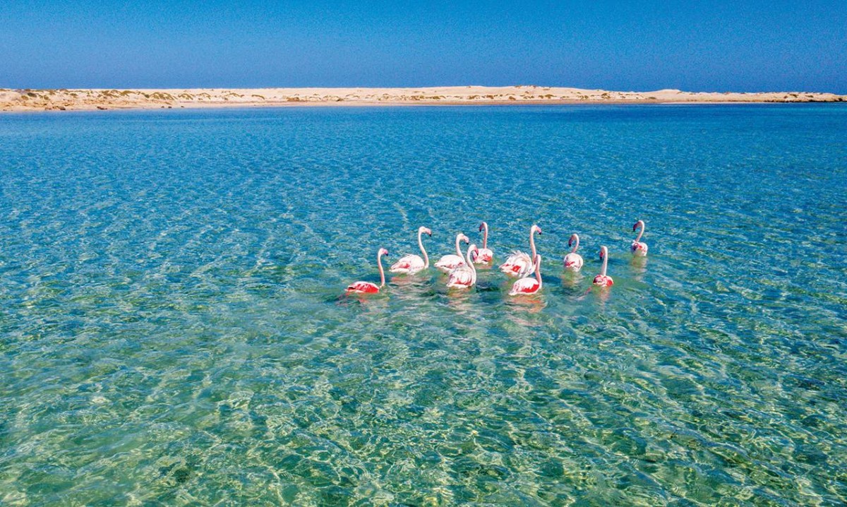 50 محمية طبيعية في الإمارات بنهاية 2024