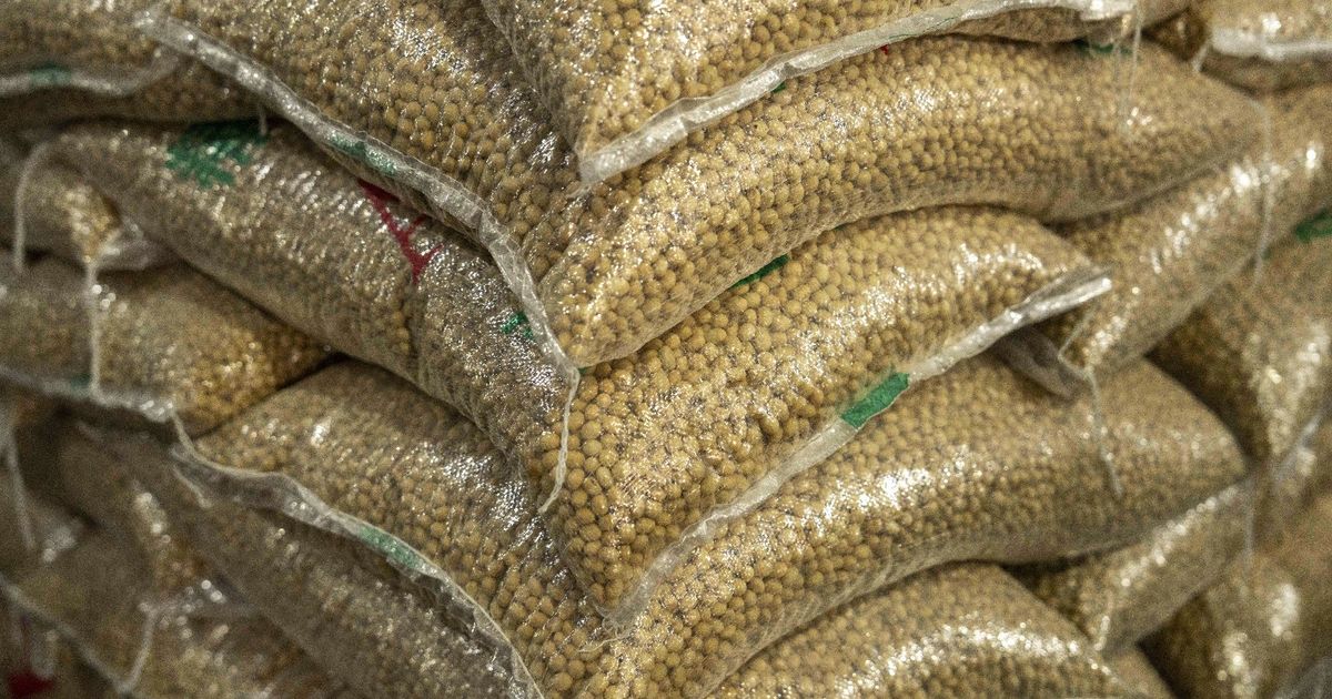 سعر فول الصويا يسجل أكبر مكاسب شهرية منذ 2020 مع شراء الصين شحنات