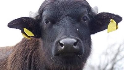 الجاموس الإيطالي في مصر