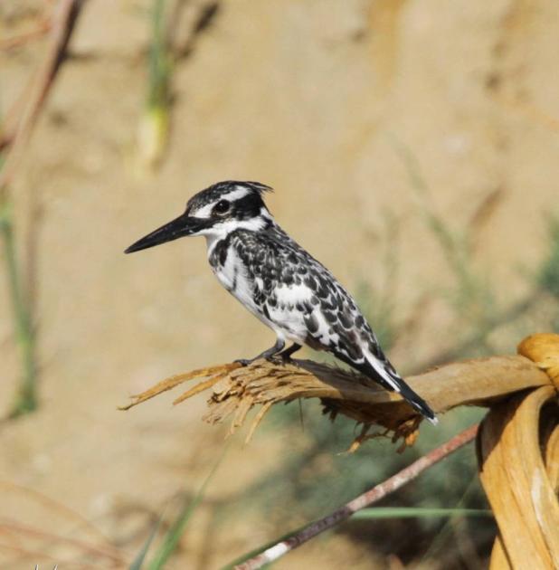 10 ملايين طائر مهاجر عبر سماء الأردن سنوياً