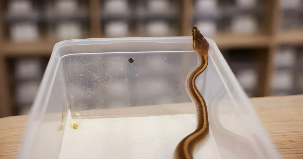 لقاحات الحمض النووي الريبوزي المرسال قد تعالج لدغات الثعابين