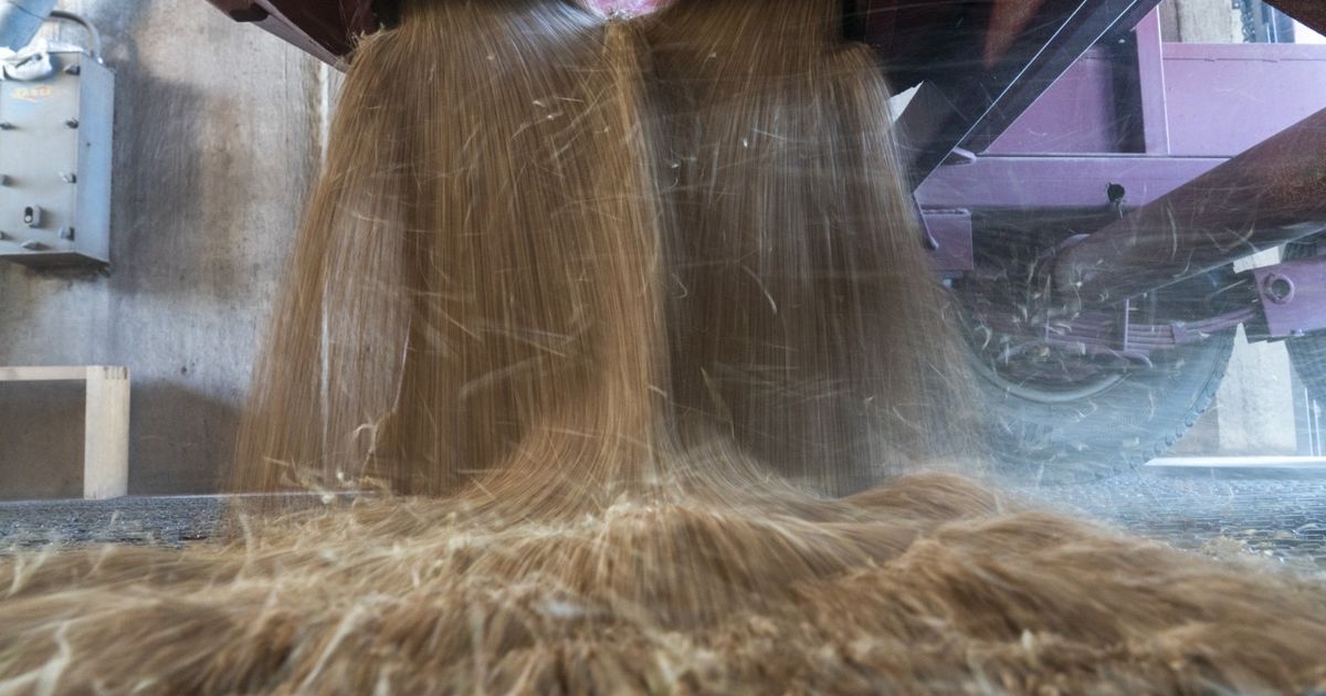 الصين تستأنف شراء القمح الأميركي بعد عام من الانقطاع