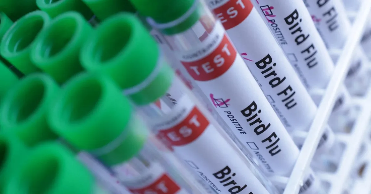 الصحة الأميركية تعلن وفاة شخص بسلالة H5N5 من إنفلونزا الطيور