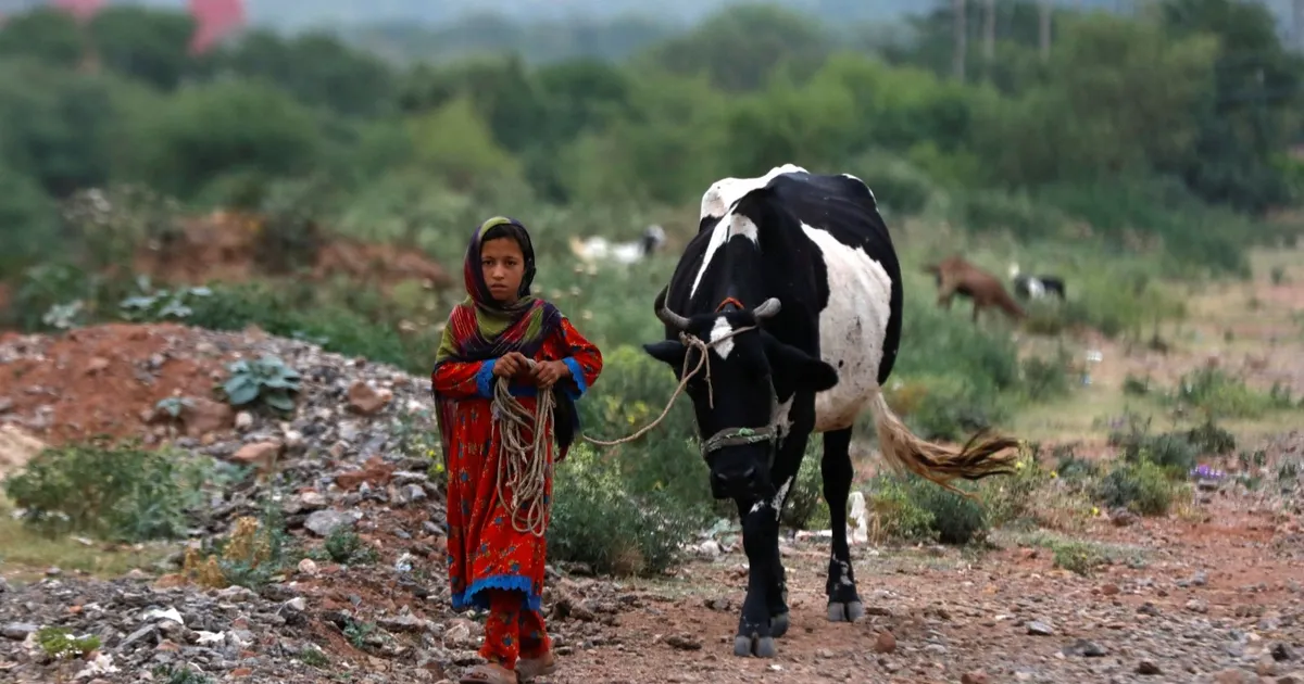 الحليب غير المبستر يحمل بكتيريا مقاومة للمضادات الحيوية