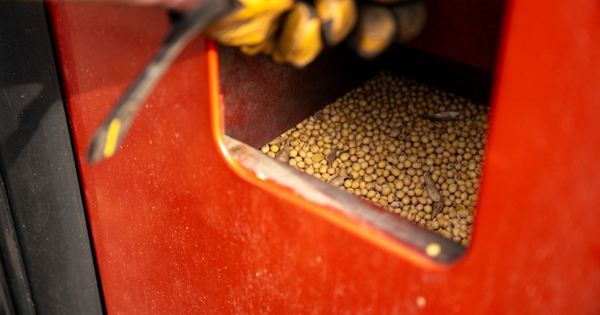 توقف مشتريات الصين من فول الصويا الأميركي رغم الهدنة التجارية