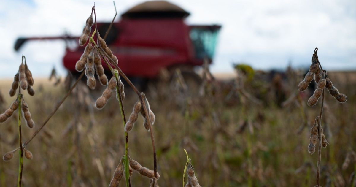 الصين توقف واردات فول الصويا من منشآت برازيلية إثر مخاوف صحية