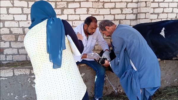 الحمى القلاعية 