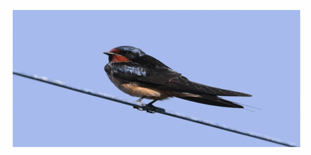 ماذا لا تُصعق الطيور عندما تقف على أسلاك الكهرباء