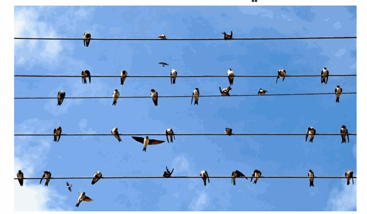 لماذا لا تُصعق الطيور رغم وقوفها على أسلاك الكهرباء؟