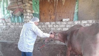 الحمى القلاعية