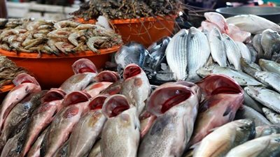 أسعار السمك اليوم