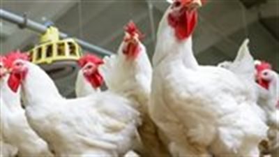 أسعار الدواجن فى مصر اليوم.. اعرف الكيلو بكام