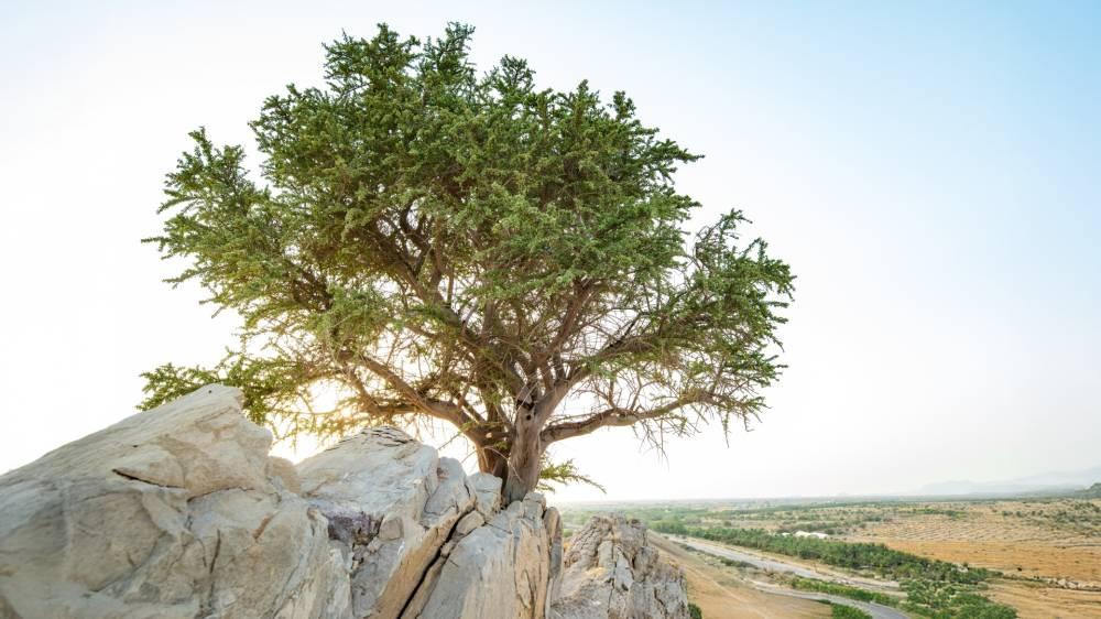 «بيئة أبوظبي» تتعاون مع M42 لتنفيذ الجينوم النباتي