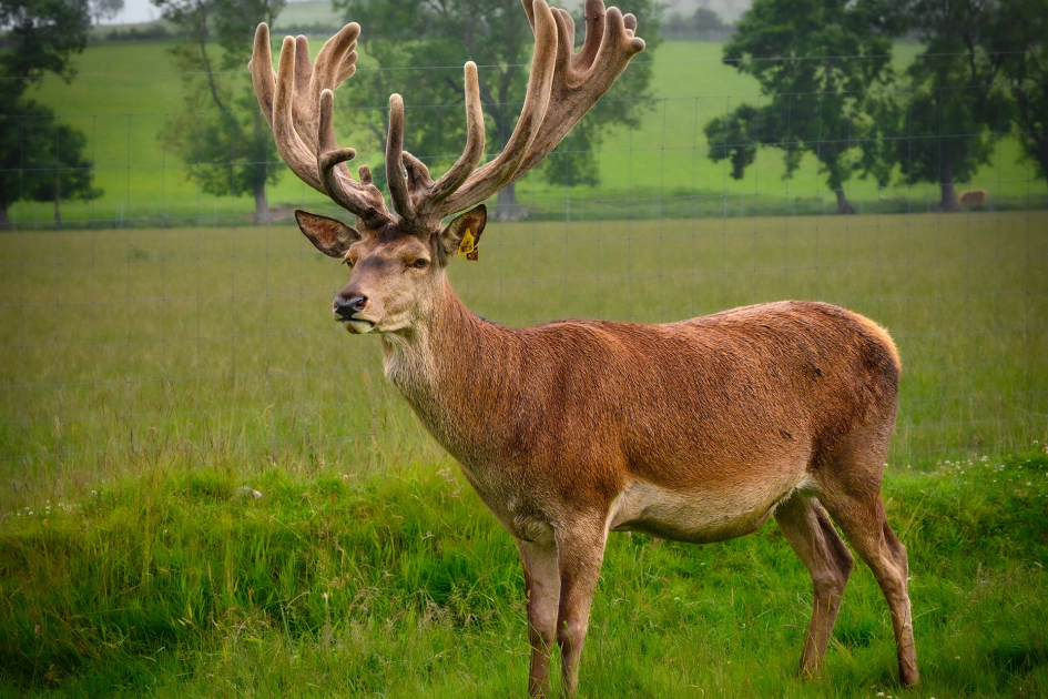 ناديان إنجليزيان يعتمدان لحوم «الأيل» بدلاً من البقر