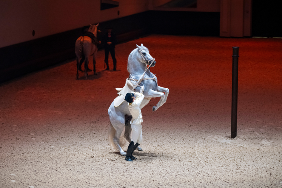 عرضان يختتمان «الفروسية: عودة إلى الجذور» في 2025