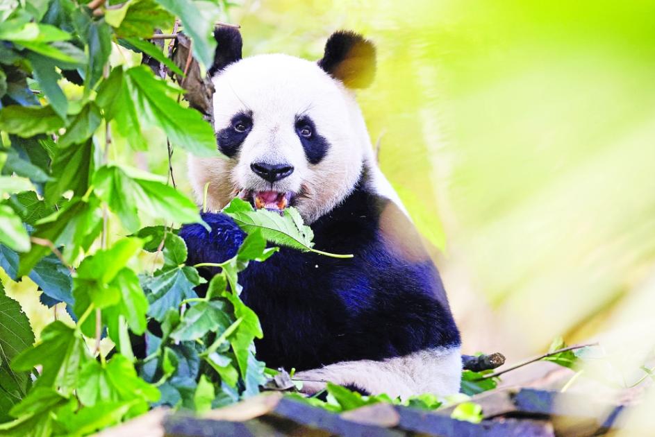 هل تشهر اليابان بطاقة الرفض بوجه «دبلوماسية الباندا» الصينية؟