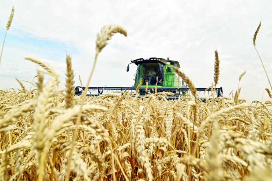 قمح أوروبا وشيكاغو يرتفع 5 جلسات متتالية