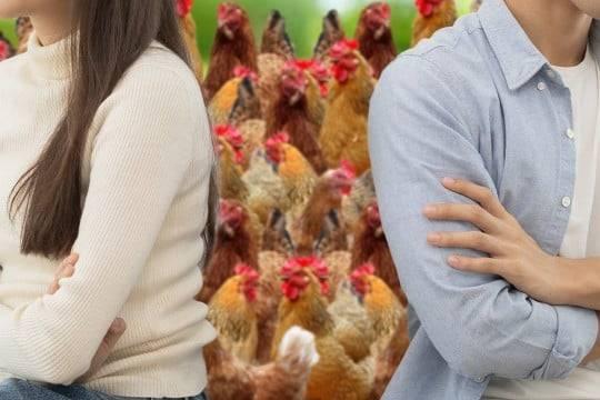 «الدجاجة» وسيلة لاختيار شريك الحياة