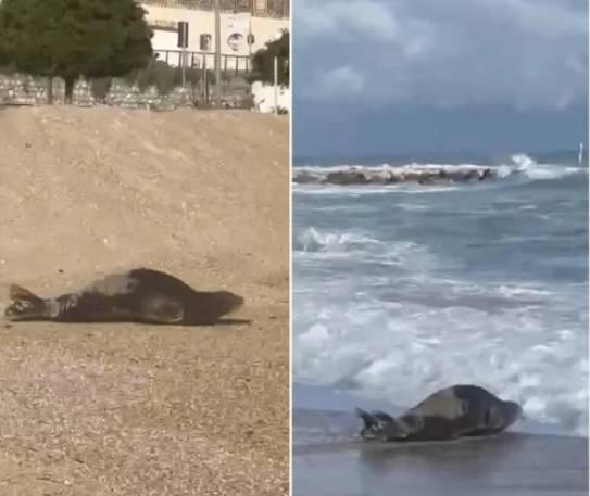 1170 دولاراً مكافأة توفير الهدوء لفُقمة