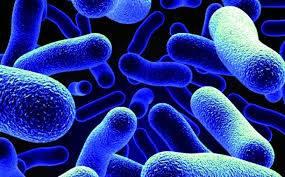 مركّب من بكتيريا الأمعاء مضاد للسكري