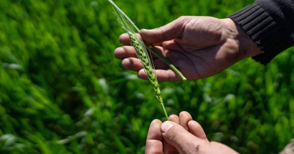 الصين تشتري قمحاً أرجنتينياً لأول مرة منذ عقود