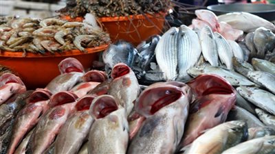 سعر السمك اليوم