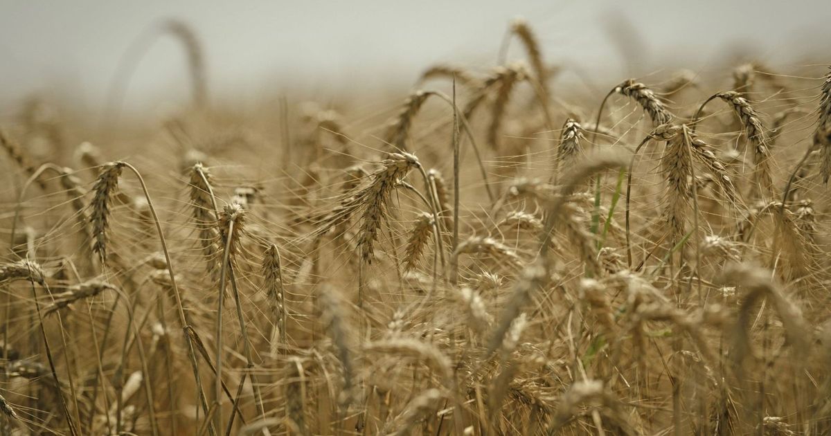 سعر القمح يرتفع مع تزايد القلق بعد هجمات البحر الأسود