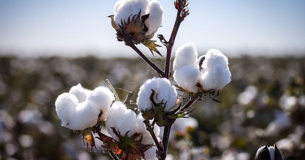 كيف يدخل قطن أوزبكستان كعنصر أساسي في حرب روسيا ضد أوكرانيا؟