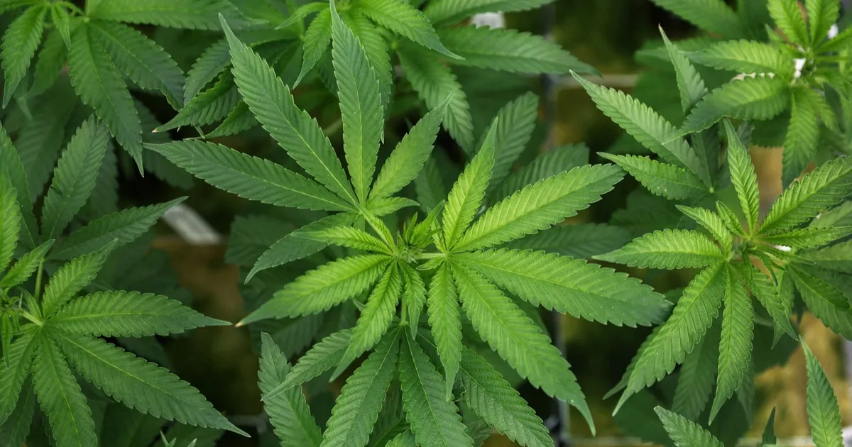 بعد قرار ترمب تخفيف القيود عنها ما فوائد وأضرار الماريجوانا