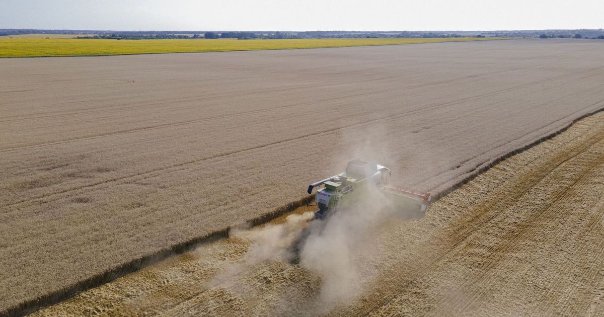 أسعار القمح قرب أعلى مستوى أسبوعي وسط توترات البحر الأسود