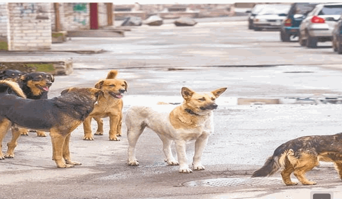 خطة حكومية عاجلة للقضاء على ظاهرة الكلاب الضالة في الشوارع حفاظاً على سلامة المواطنين
