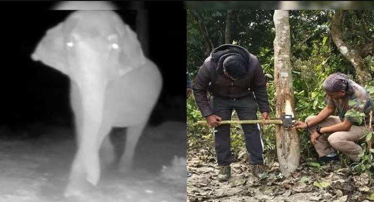فيل يهجم على كاميرا في غابة هندية