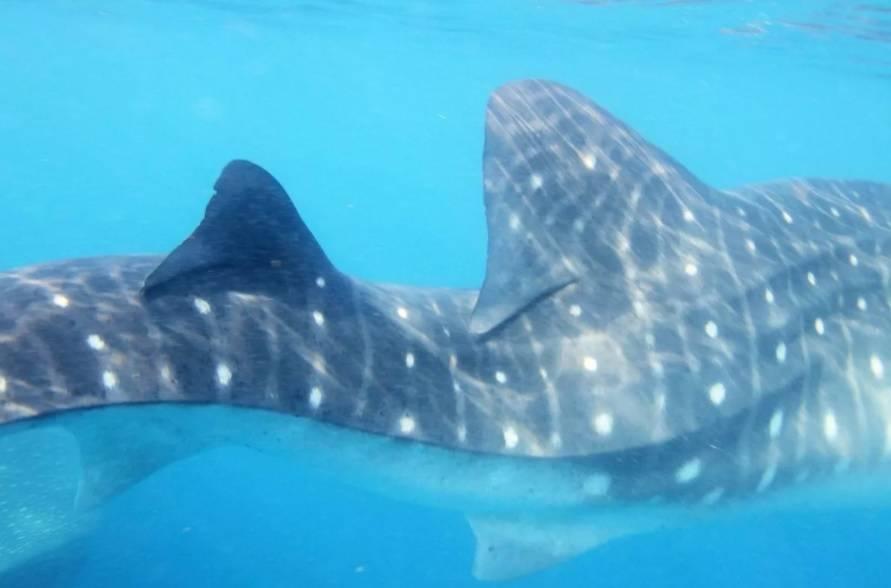 رصد قرش حوت يعاني تشوّهاً شديداً في العمود الفقري