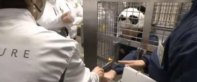 حديقة يابانية تستبدل حيوانات الباندا بـ «بشر»