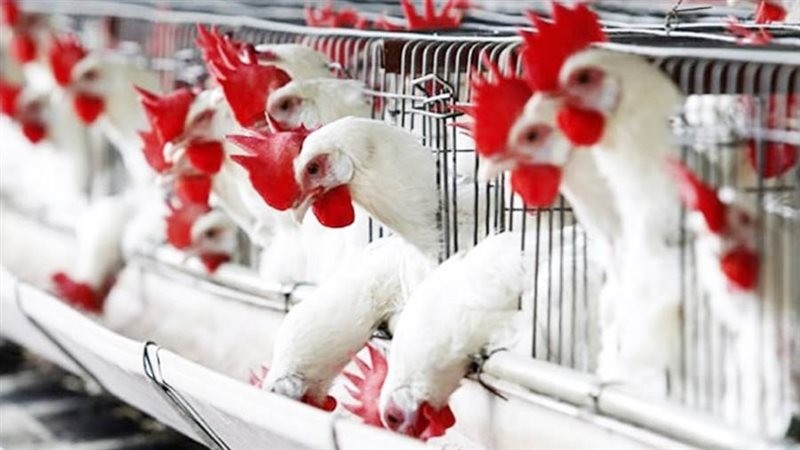استقرار في أسعار الدواجن بمصر بعد تراجع ملحوظ في ختام عيد الفطر
