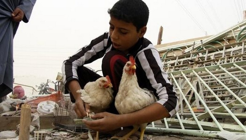 استقرار أسعار الدواجن في مصر اليوم الجمعة 27 مارس 2026 مع توازن العرض والطلب