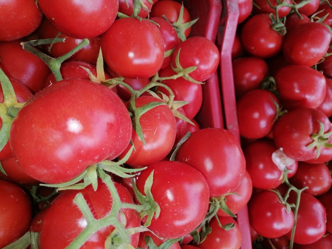 مفاجأة في أسعار الطماطم.. الزراعة تكشف السبب وموعد الانخفاض