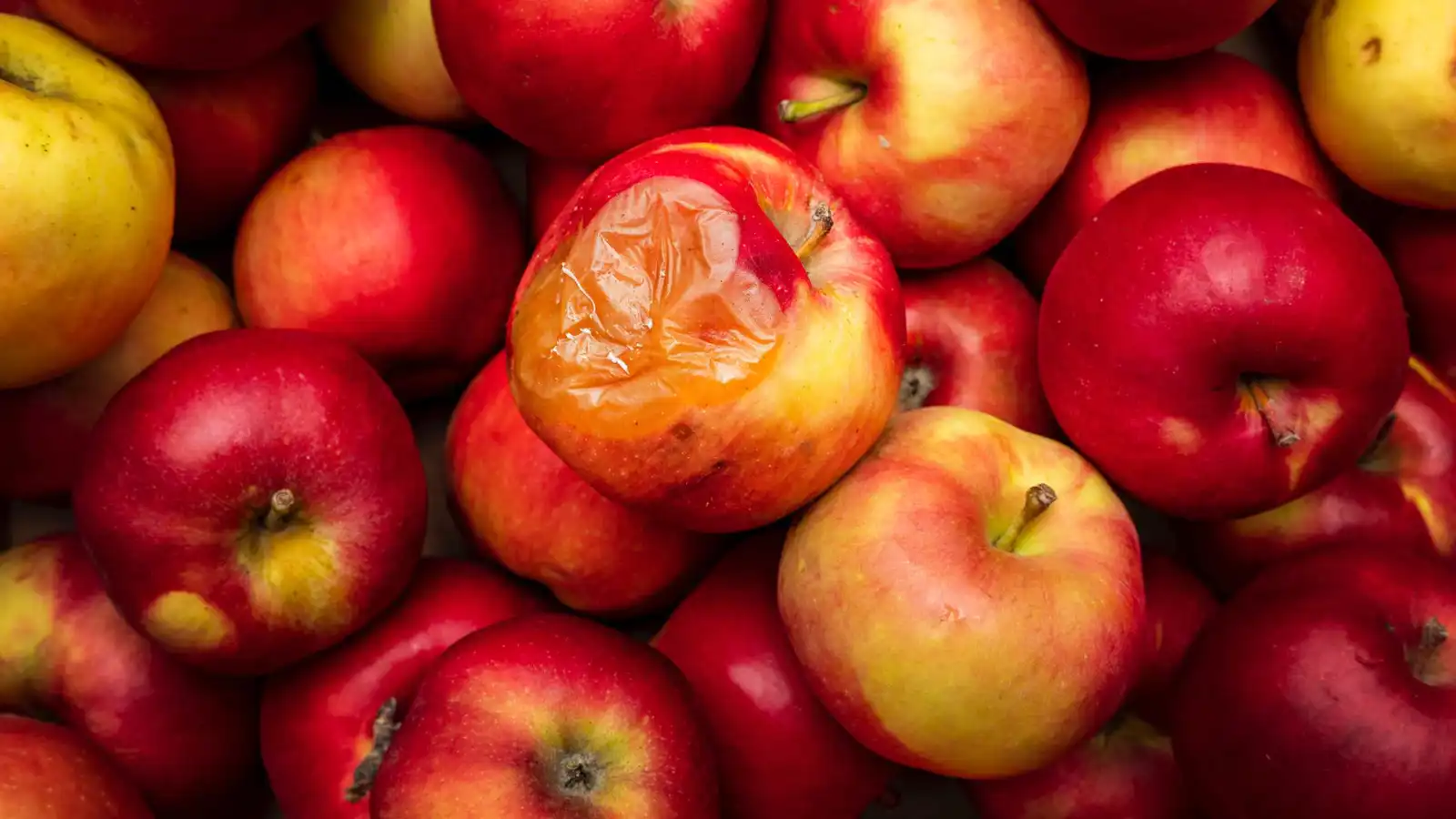 لا تتخلص من التفاح القديم.. فوائد صحية وطريقة مبتكرة للاستفادة منه