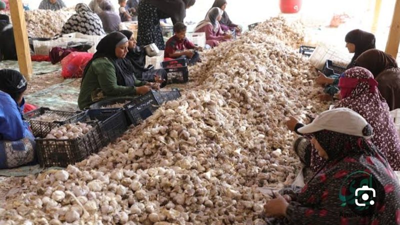 مصر تفتح أسواق الأوروجواي أمام البصل والثوم المصري لتعزيز الصادرات الزراعية