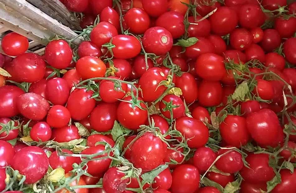 الحكومة تتدخل لخفض أسعار الطماطم: ضخ كميات كبيرة بسعر 18 جنيهاً للكيلو