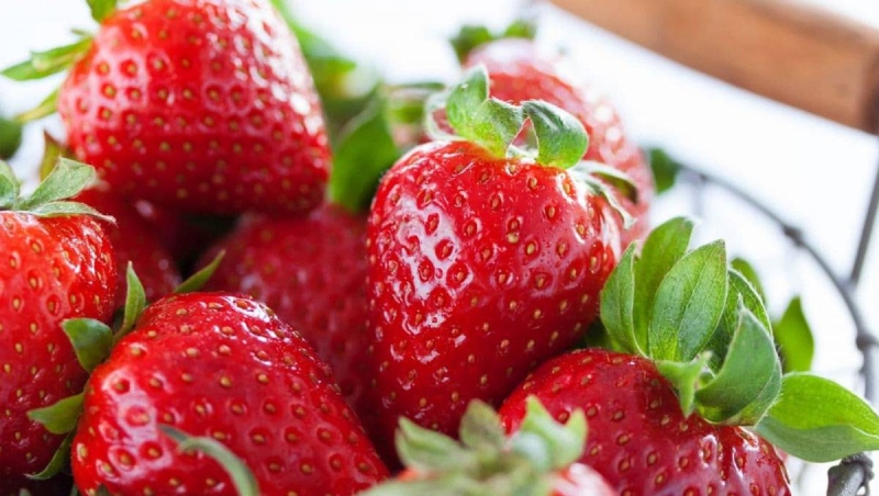 تراجع حاد بأسعار الفراولة يثير قلق المزارعين.. ونقيب الفلاحين يكشف حقيقة الشائعات