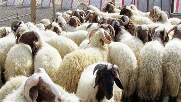 توقعات بالانخفاض.. قائمة بأسعار الأضاحي في 2026