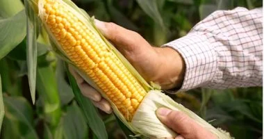 5 عادات نظافة صادمة من الماضي: قشر الذرة سبق ورق التواليت