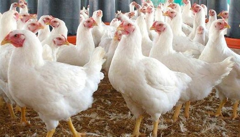 استقرار ملحوظ في أسعار الدواجن والبيض بالأسواق المصرية اليوم الأربعاء