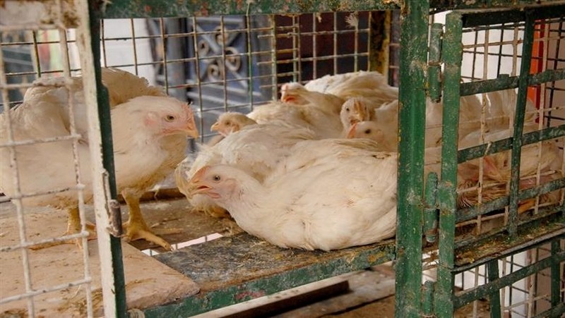 استقرار ملحوظ يسيطر على أسعار الدواجن في الأسواق المصرية اليوم الخميس 9 أبريل 2026