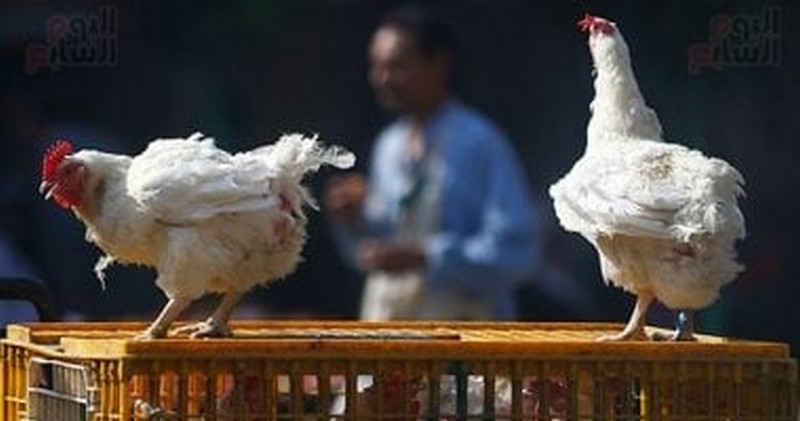 تراجع ملحوظ في أسعار الدواجن والبيض بالأسواق المصرية اليوم السبت 18 أبريل 2026
