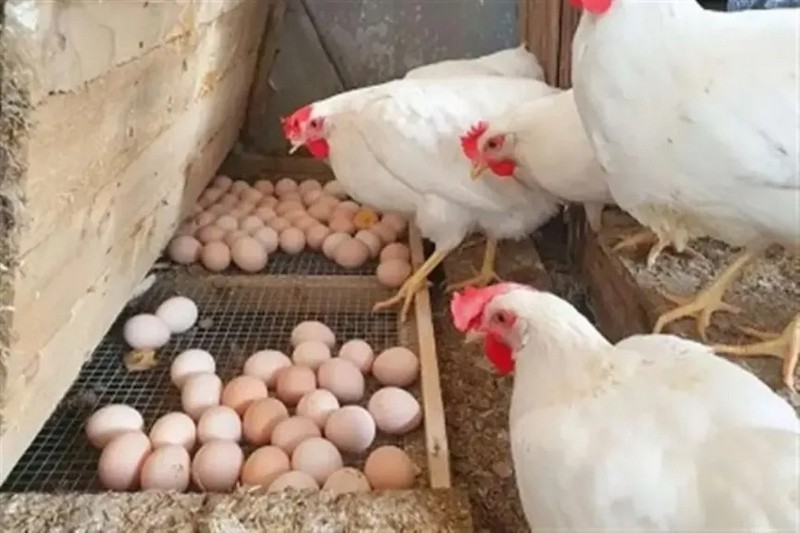 استقرار ملحوظ في أسعار الدواجن والبيض اليوم الأحد 5 أبريل 2026 بالأسواق المصرية