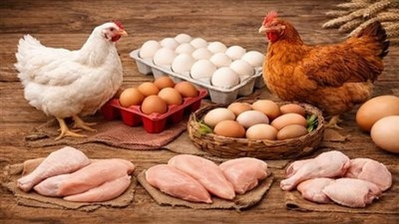 استقرار في أسعار الدواجن والبيض بمصر اليوم الأربعاء 22 أبريل 2026