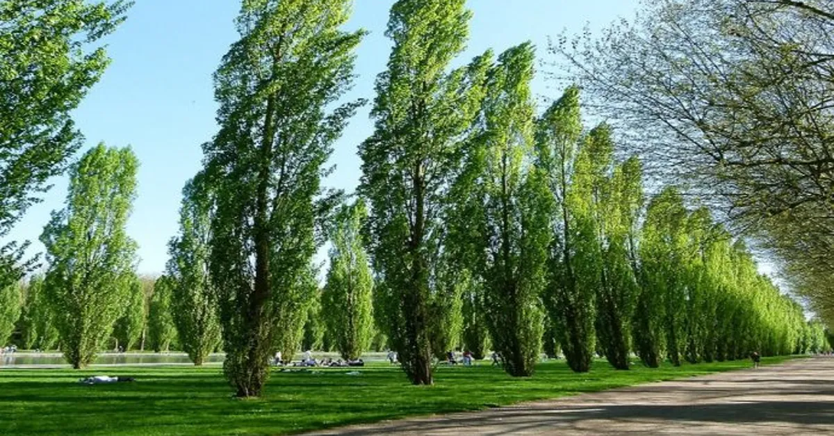 أسوان تطلق قاعدة بيانات رقمية شاملة للأشجار ضمن مبادرة 100 مليون شجرة